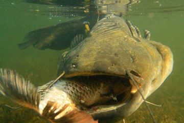 fish